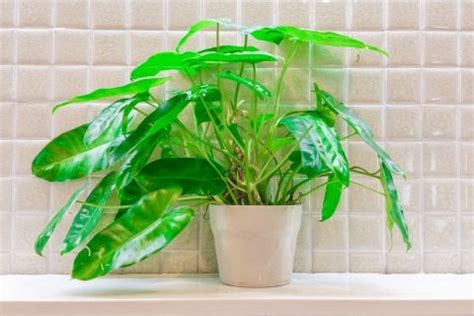 浴室 植物 風水|浴室の環境に向いている観葉植物10選と管理で気をつ。